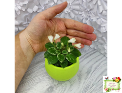 Н-Каламбур (Н. Бердикова) 2016 трейлер