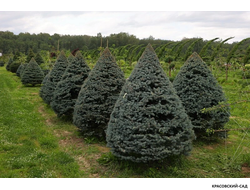 Топиар Ель колючая Глаука в форме конуса - Glauca