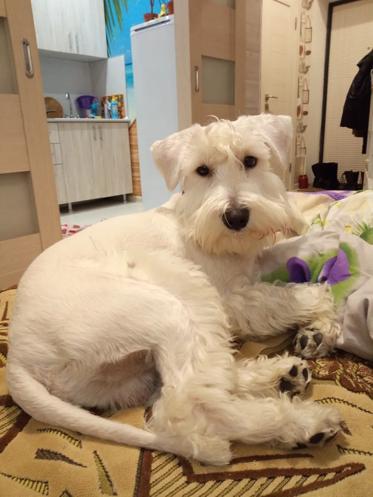 Красавец Ричард