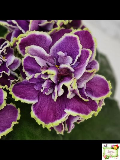 ВаТ-Классический Вкус (Т. Валькова) 2019 г.