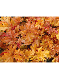 Гейхера  "Амбер Вейвс"Amber Waves