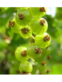 Смородина зеленая  Изумрудное Ожерелье