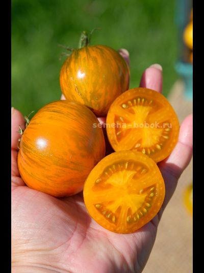 Томат Dwarf Jeremy's Stripes (Гном Джереми Полосатый), 10 шт