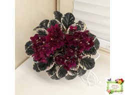 Black Jewel (H.Pittman) 02/14/04