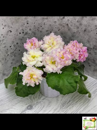 ЛЕ-Злато Скифов (Е. Лебецкая) 2015 г.