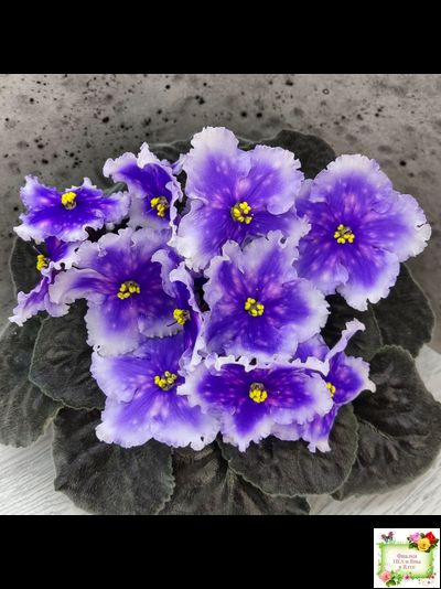 Dn-Огни Бродвея (Д. Денисенко) 2020 г.