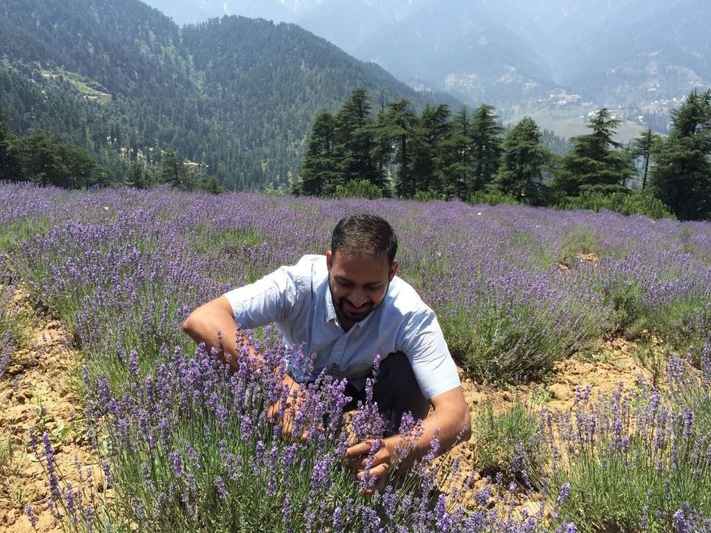 Лаванда горная (Lavandula angustifolia), Крым (5 мл) - 100% натуральное  эфирное масло