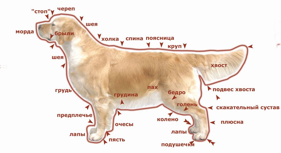 Где находится порода. Лабрадор ретривер рост в холке. Стандарт породы золотистый (Голден) ретривер. Золотистый ретривер в холке. Голден ретривер вес кобеля.