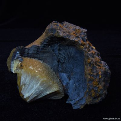 Барит на псиломелане в полости ракушки. 59*59*42мм