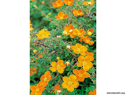 Лапчатка кустарниковая Оранж Стар Купить Саженцы в Москве