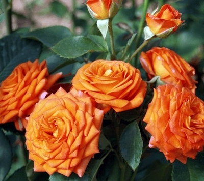 Роза Келли (Kelly) ОКС, Россия