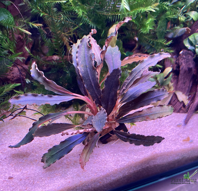 Буцефаландра Sintang