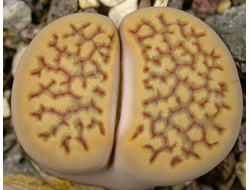 Lithops hallii (brown form) C135 (MG-1606) - 10 семян