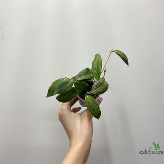 24/07/2025  ⁠Hoya Fitchii orange flowers