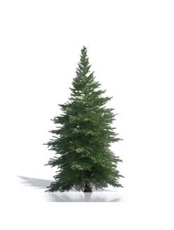 Billboards Ель летняя_09