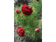Пион тонколистный махровый (TENUIFOLIA  RUBRA  FLORE  PLENA)