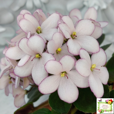 Н-Дюймовочка (Н. Бердникова)