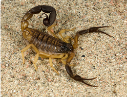 Hottentotta jayakari