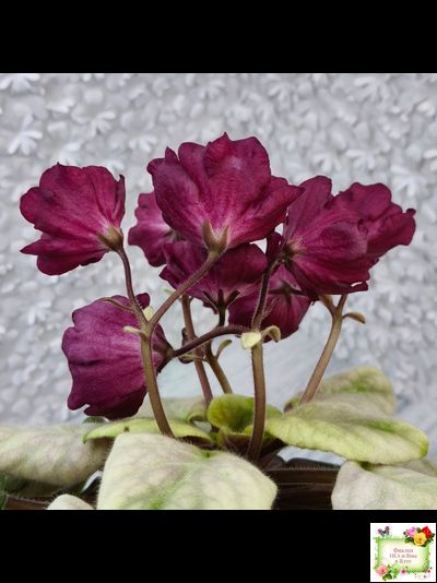 ЕК-Лампа Желаний (Е. Коршунова) 2021 г.