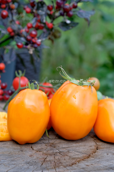 Томат Минусинские Стаканы Оранжевые, 10 шт