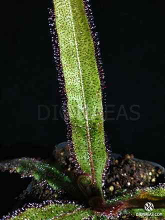 Drosera Adelae