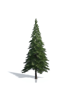 Billboards Ель летняя_11