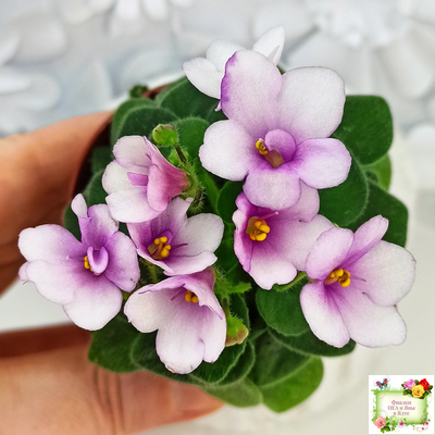 ЛЕ-Колибри (Е. Лебецкая) (3 листа посажены в 1 стак. 20.10.25)