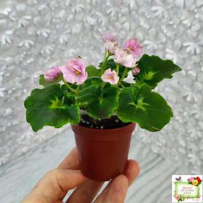 LV-Прелесть (Л. Шевелева) сеянец (стартер)