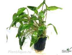 cryptocoryne-wendtii