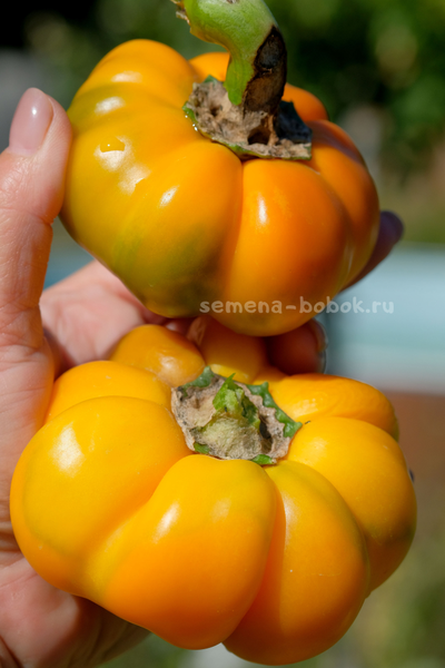 Сладкий перец Тыковка, 10 шт