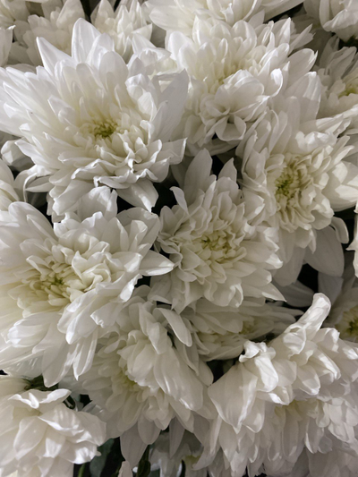 Кустовая пушистая Балтика 15 шт