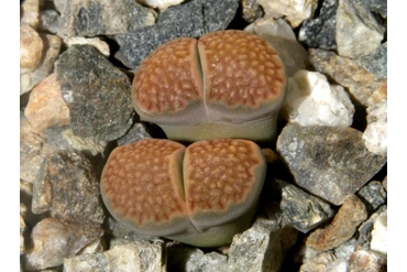 Lithops hallii 