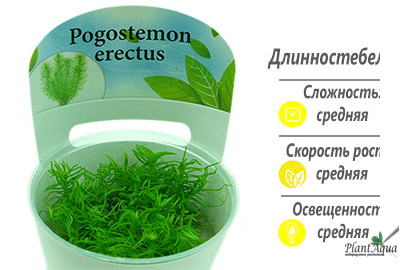 Погостемон эректус