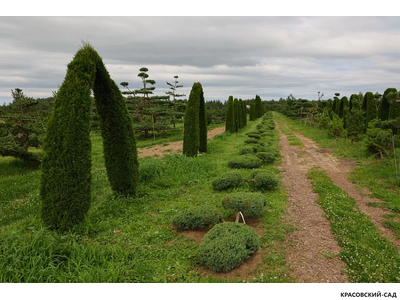 Ниваки - Бонсай садовый можжевельник Минт Джулеп - Mint Julep