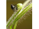 Drosera Capensis Alba