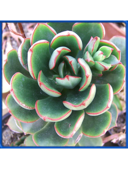 Echeveria alata