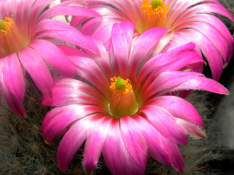 Krainzia guelzowiana - 10 семян