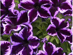 А21 Петуния Crazytunia Cosmic Violet укорененный черенок