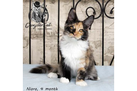 Волгоградский питомник Мейн кунов GangsterCat. Сайт: www.gangstercat.ru Тел: +7 (917) 335-09-66 (WhatsApp, Viber, Telegram), Татьяна.