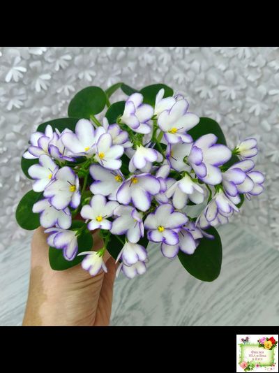 2А-Проба Пера (Е. Кольцова) 2024 г.