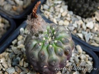 Neochilenia napina PC 248 - 10 семян