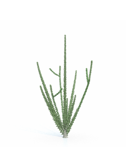 кактусы Фукьерия блестящая-01