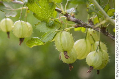 Молд "Мини крыжовник"
