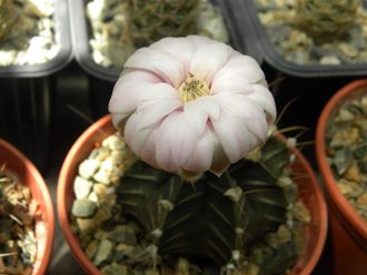 Gymnocalycium friedrichii v.moserianum VoS 014а х friedrichii (hybr) - 5 семян