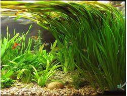 Валлиснерия гигантская (куст)