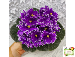 АВ-Просто Космос (Фиалковод) 2019 г.