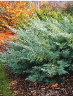 Можжевельник средний Hetzii