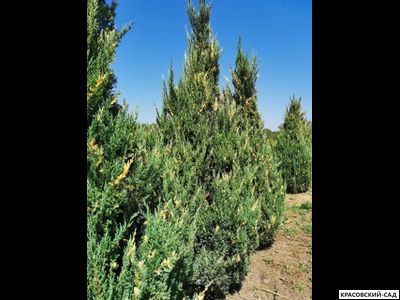 Можжевельник Вариегата - Variegata