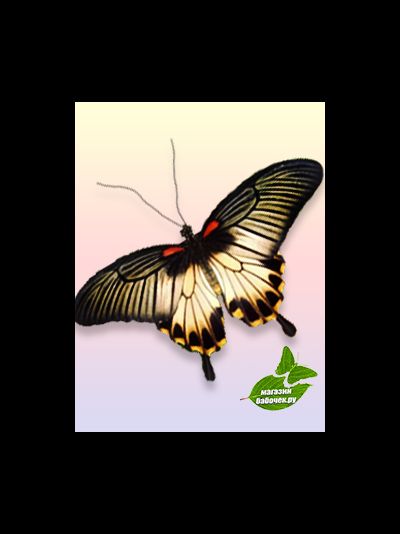 парусник ловии 10-13 см