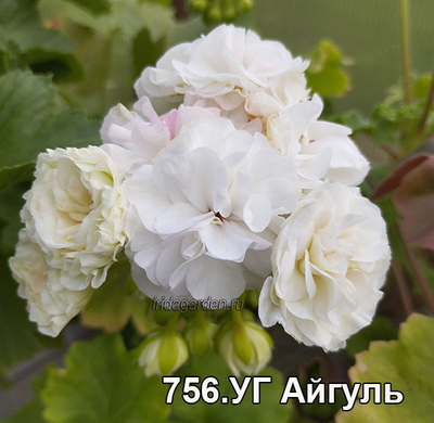 Пеларгония УГ Айгуль
